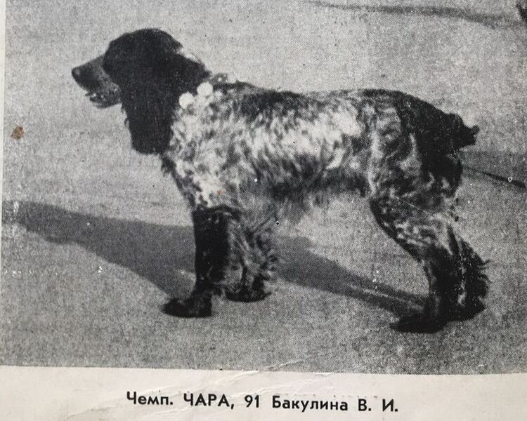 Файл:00 CHara Bakulin VI.jpg