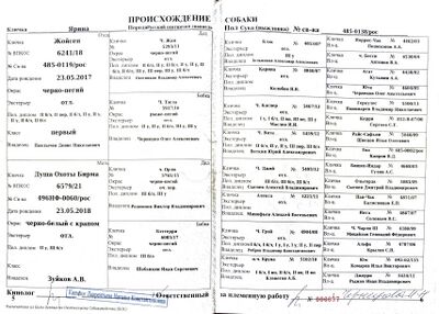 04 ros yarina brusnicin aa.jpg