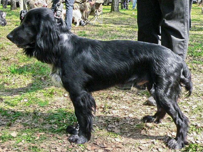 Файл:00 Bred-Skif Tihomirov VV.jpg