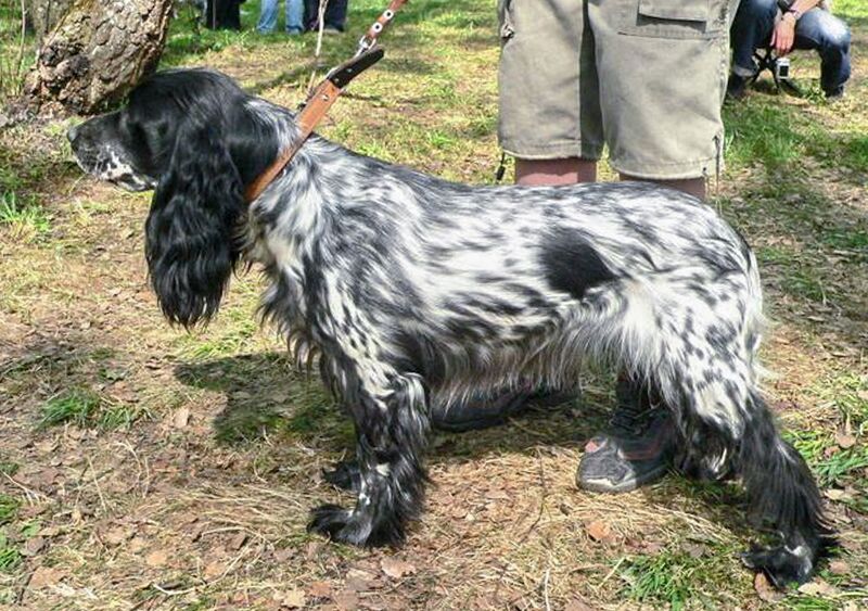 Файл:00 Bred-Sindi Azarnyh YUV.jpg