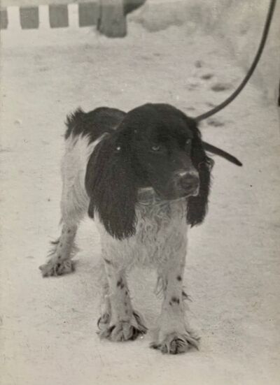 00 ros tepa molotov vs.jpg