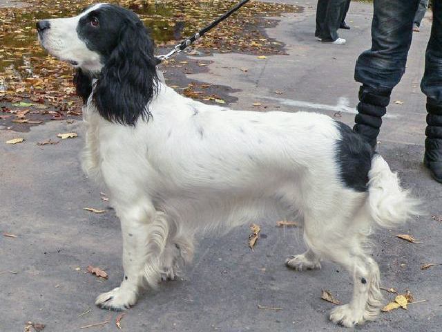 Файл:VDinamo04.10.2008 Barej-Idzhi.jpg
