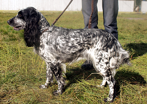 Файл:O-ZRVSOP 2012 Astra.jpg