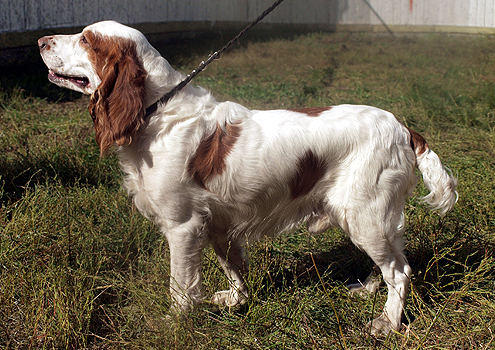 Файл:O-ZRVSOP 2012 YAsha.jpg