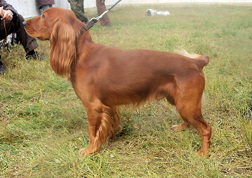Файл:O-ZRVSOP 2012 Timoti-Saturn.jpg