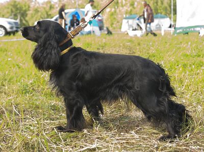 00 ros chara kosov sv.jpg