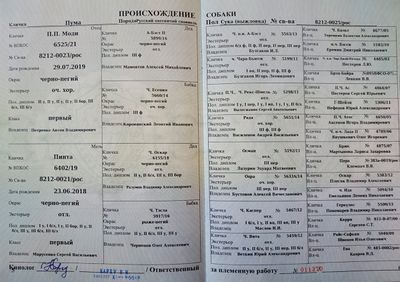04 Puma Golovkin DA.jpg
