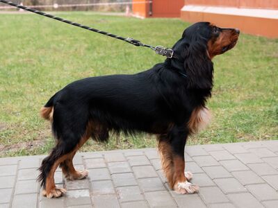 00 Safron Cvetkova SE.jpg